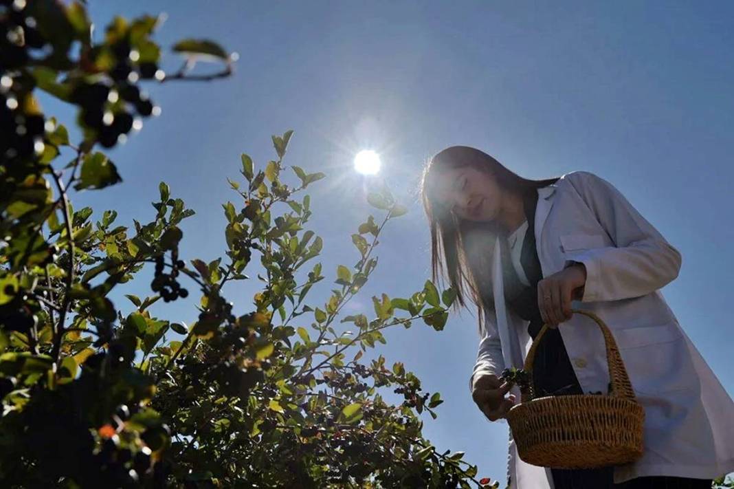 Bayburt'ta 4 yıl önce dikildi: Yüksek gelir kapısı oldu! 9